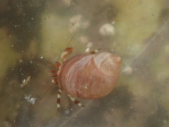 Eulithidium