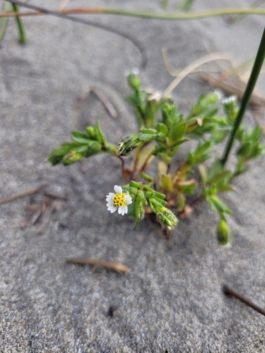 Image of Layia carnosa by (c) Mandy Hackney, some rights reserved (CC BY)