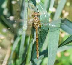 Neurocordulia virginiensis