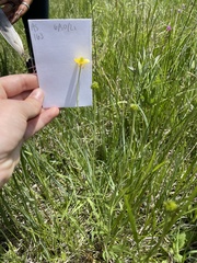 Ranunculus cardiophyllus