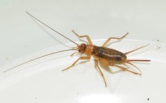 Ovaliptila