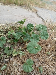 Malva neglecta