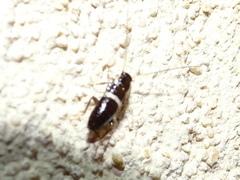 Planuncus tingitanus
