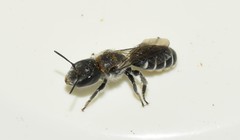 Osmia cephalotes