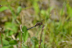 Leucorrhinia intacta