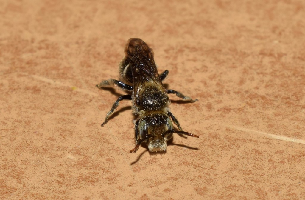 Protosmia