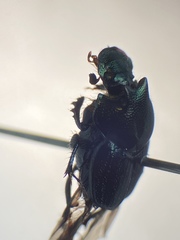 Onthophagus orpheus