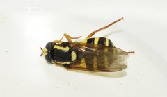 Xanthogramma aeginae