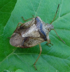 Euschistus servus euschistoides