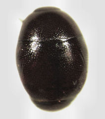 Acritus nigricornis