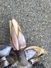 Lepas pacifica