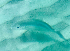 Caranx ruber