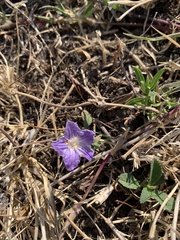 Salpiglossis
