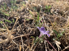 Salpiglossis