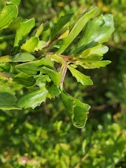 Rhopalomyia baccharis