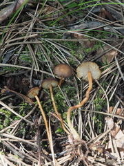 Strobilurus tenacellus