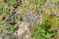 Sisyrinchium montanum
