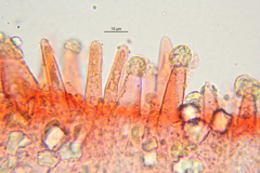 Strobilurus tenacellus