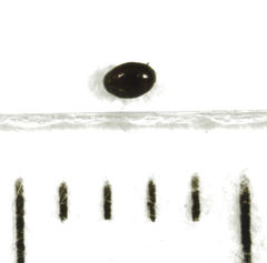 Acritus nigricornis