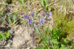 Sisyrinchium montanum