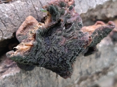 Phaeotremella