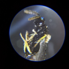 Pirenidae