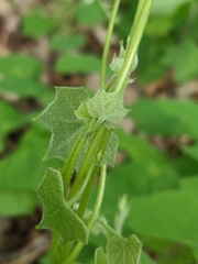 Menispermum canadense