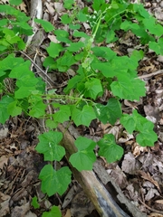 Menispermum canadense