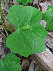 Menispermum canadense