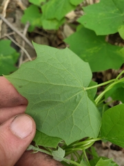 Menispermum canadense