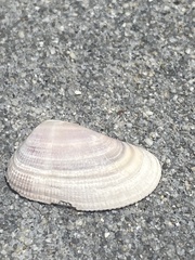 Donax gouldii