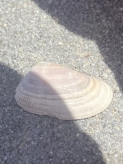 Donax gouldii