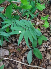 Maianthemum stellatum