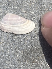 Donax gouldii