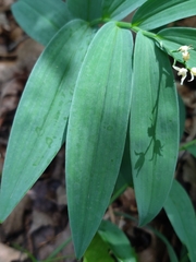 Maianthemum stellatum