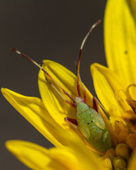 Creontiades rubrinervis