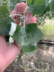 Populus alba