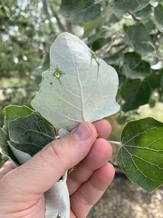 Populus alba