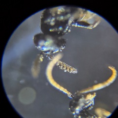 Pirenidae