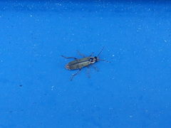 Metacantharis clypeata