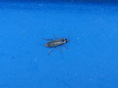 Metacantharis clypeata