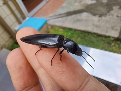 Orthostethus corvinus