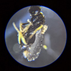 Pirenidae