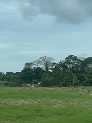 Pseudobombax septenatum