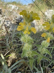 Phlomis lychnitis