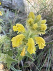 Phlomis lychnitis