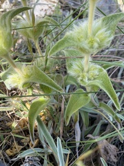 Phlomis lychnitis