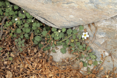 Phacelia perityloides