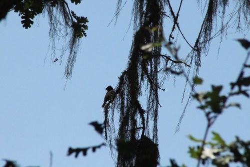 iNaturalist observation photo of Tyrant Flycatchers