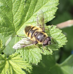 Myathropa florea